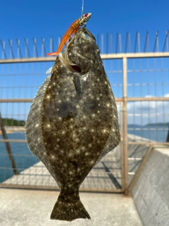 ヒラメの釣果