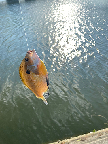 ブルーギルの釣果