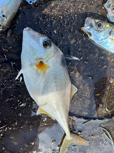 ギマの釣果