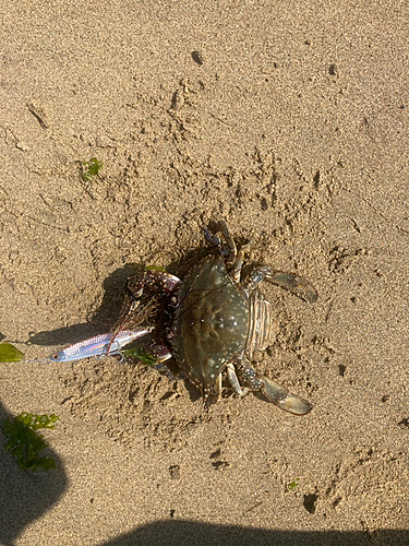 タイワンガザミの釣果