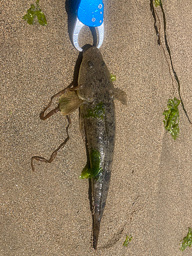 マゴチの釣果