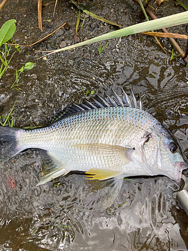 キビレの釣果