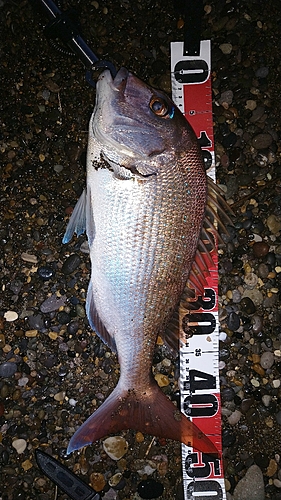 マダイの釣果