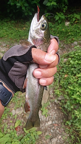 ニジマスの釣果