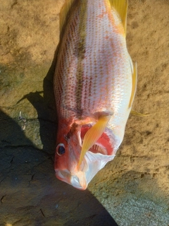 ヨコスジフエダイの釣果