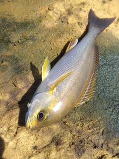 イサキの釣果