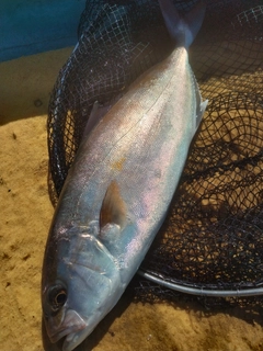 カンパチの釣果