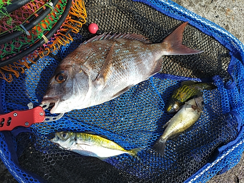 タイの釣果