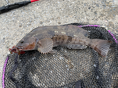 アイナメの釣果