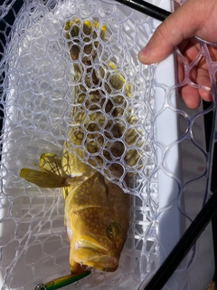 アオハタの釣果