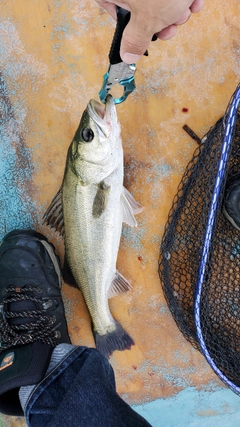 セイゴ（マルスズキ）の釣果