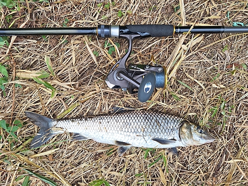 ニゴイの釣果