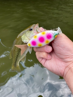 ブラックバスの釣果