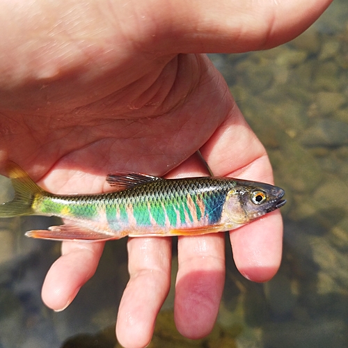 オイカワの釣果