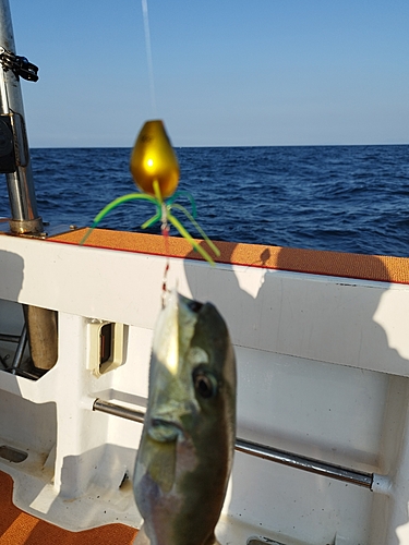 シロサバフグの釣果