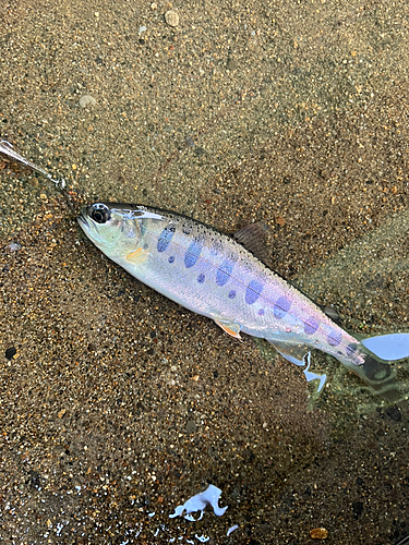 ヤマメの釣果