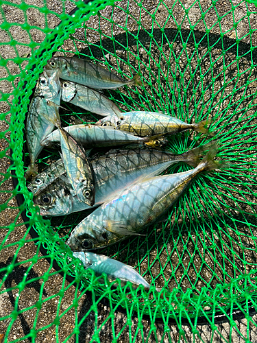 アジの釣果