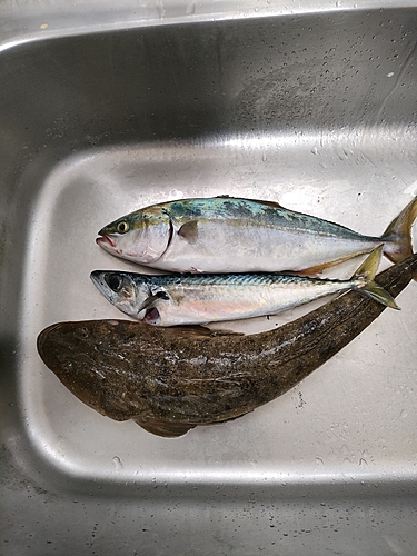 マゴチの釣果