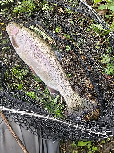 ニジマスの釣果