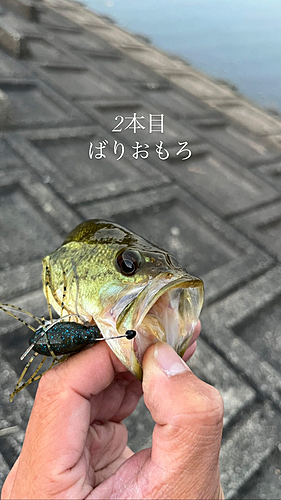 ラージマウスバスの釣果