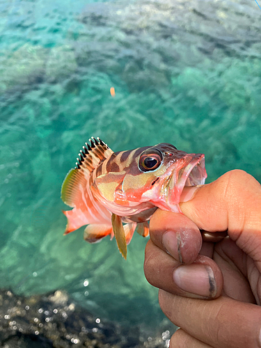 アカハタの釣果