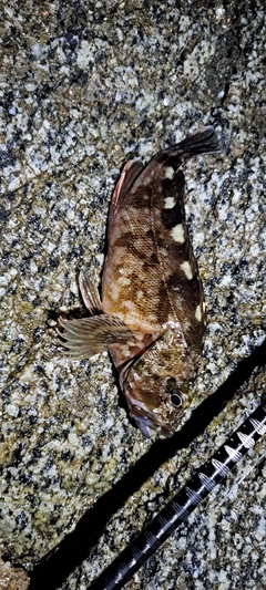 カサゴの釣果