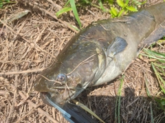 ナマズの釣果