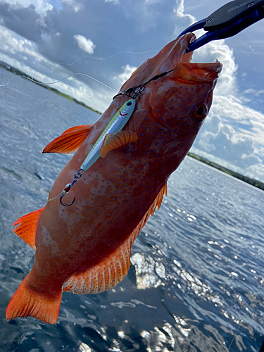 アカジンミーバイの釣果