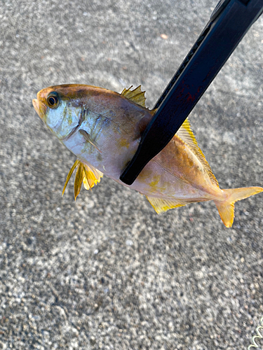 ショゴの釣果