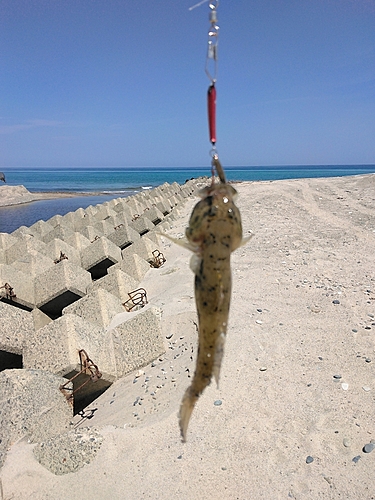 セイゴ（タイリクスズキ）の釣果