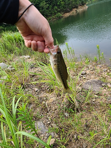 ブラックバスの釣果