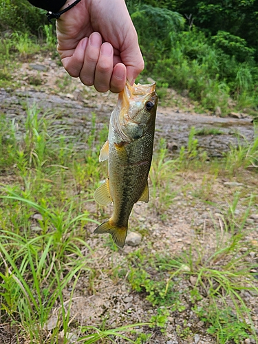 ブラックバスの釣果