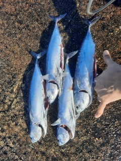 ソウダガツオの釣果