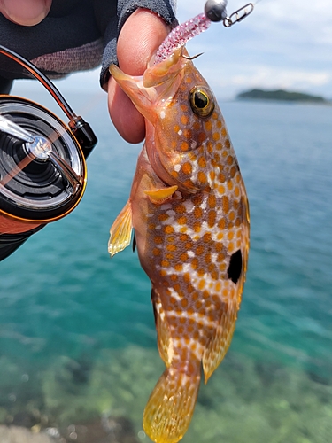 キジハタの釣果