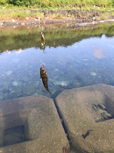 ヌマチチブの釣果