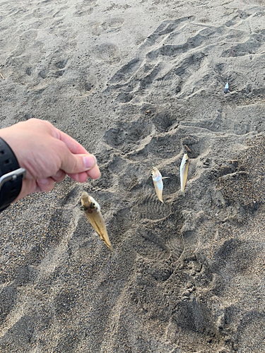 キスの釣果