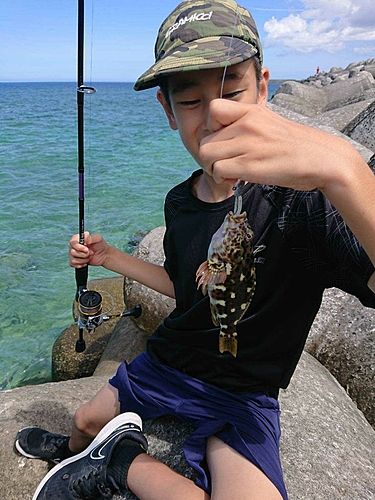 イソゴンベの釣果