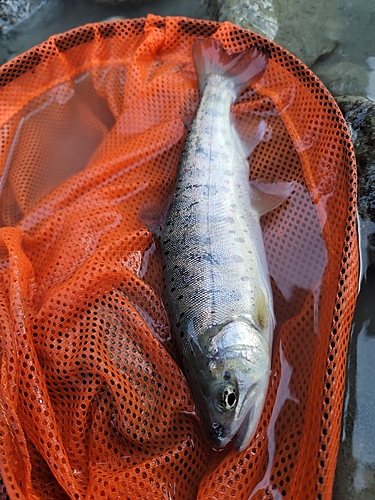 アマゴの釣果