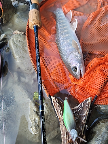 イワナの釣果