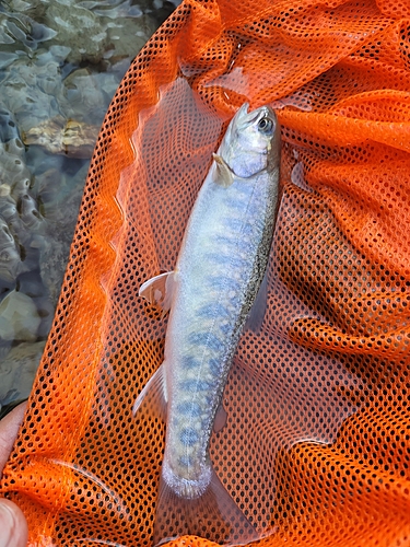 イワナの釣果