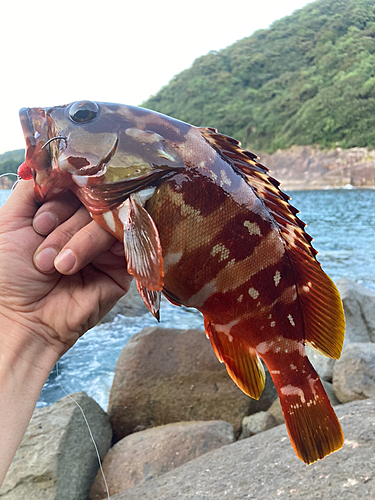 アカハタの釣果