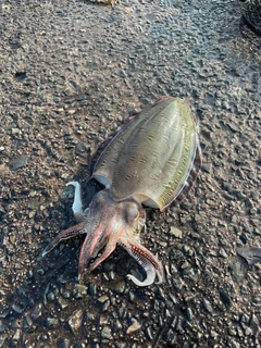 コウイカの釣果