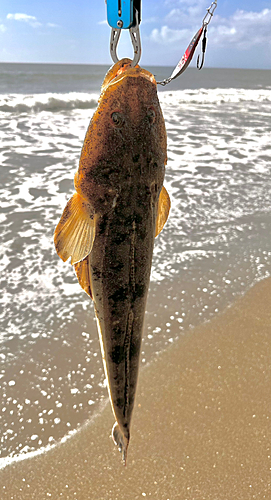 マゴチの釣果