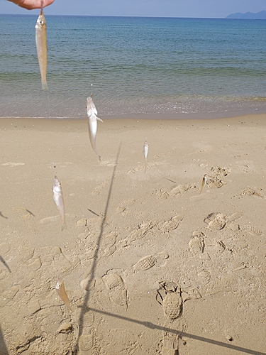 キスの釣果