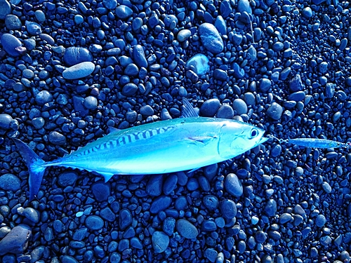 ソウダガツオの釣果