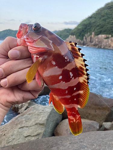 アカハタの釣果