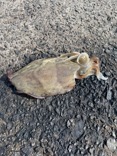 コウイカの釣果