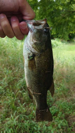 ラージマウスバスの釣果