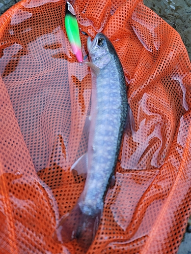 イワナの釣果