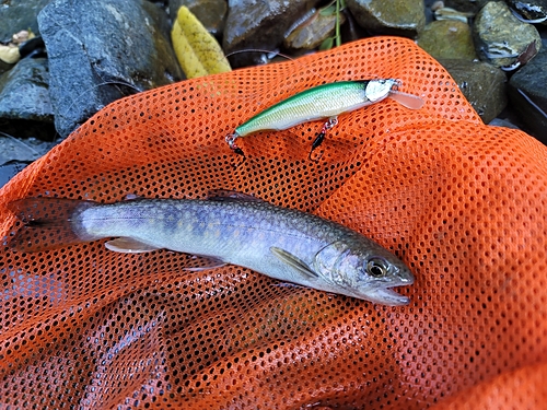 イワナの釣果